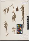 Foto von Salix discolor Muhl.